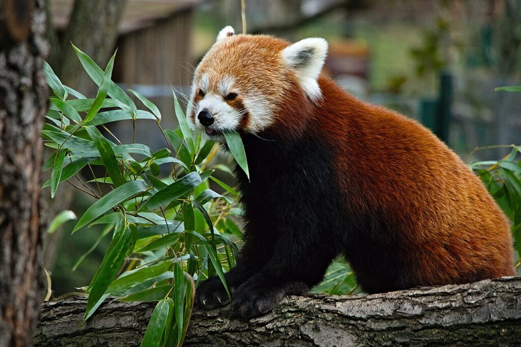 ZOO Bratislava ako ideálny cieľ pre letné rodinné výlety. Čo všetko ponúka?
