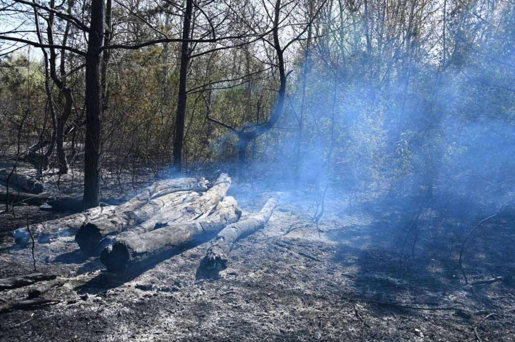 Plamene v Chránenej krajinnej oblasti Lobau: Ako sa letná nepozornosť mení na ekologickú hrozbu