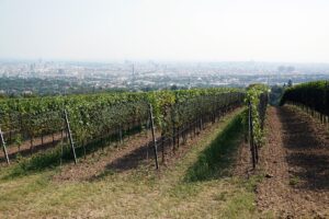 Riede Reisenberg